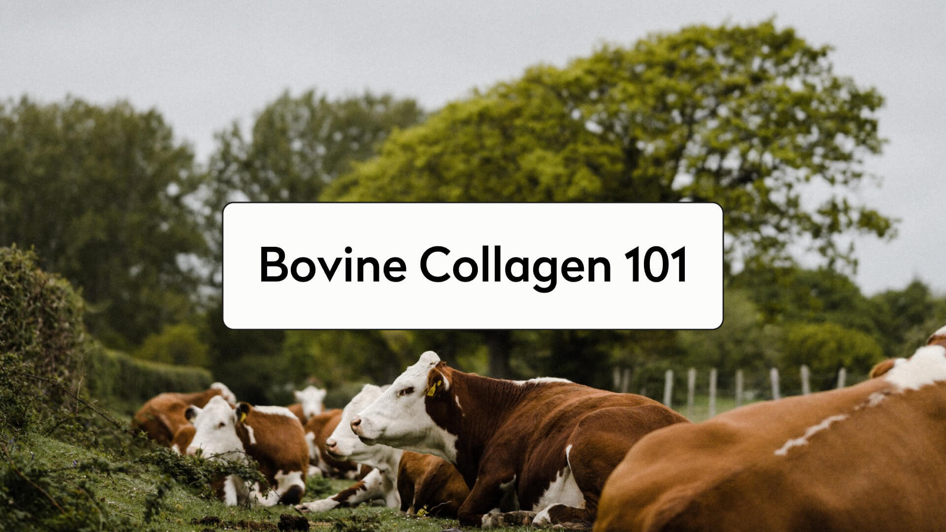 bovine collagen 101