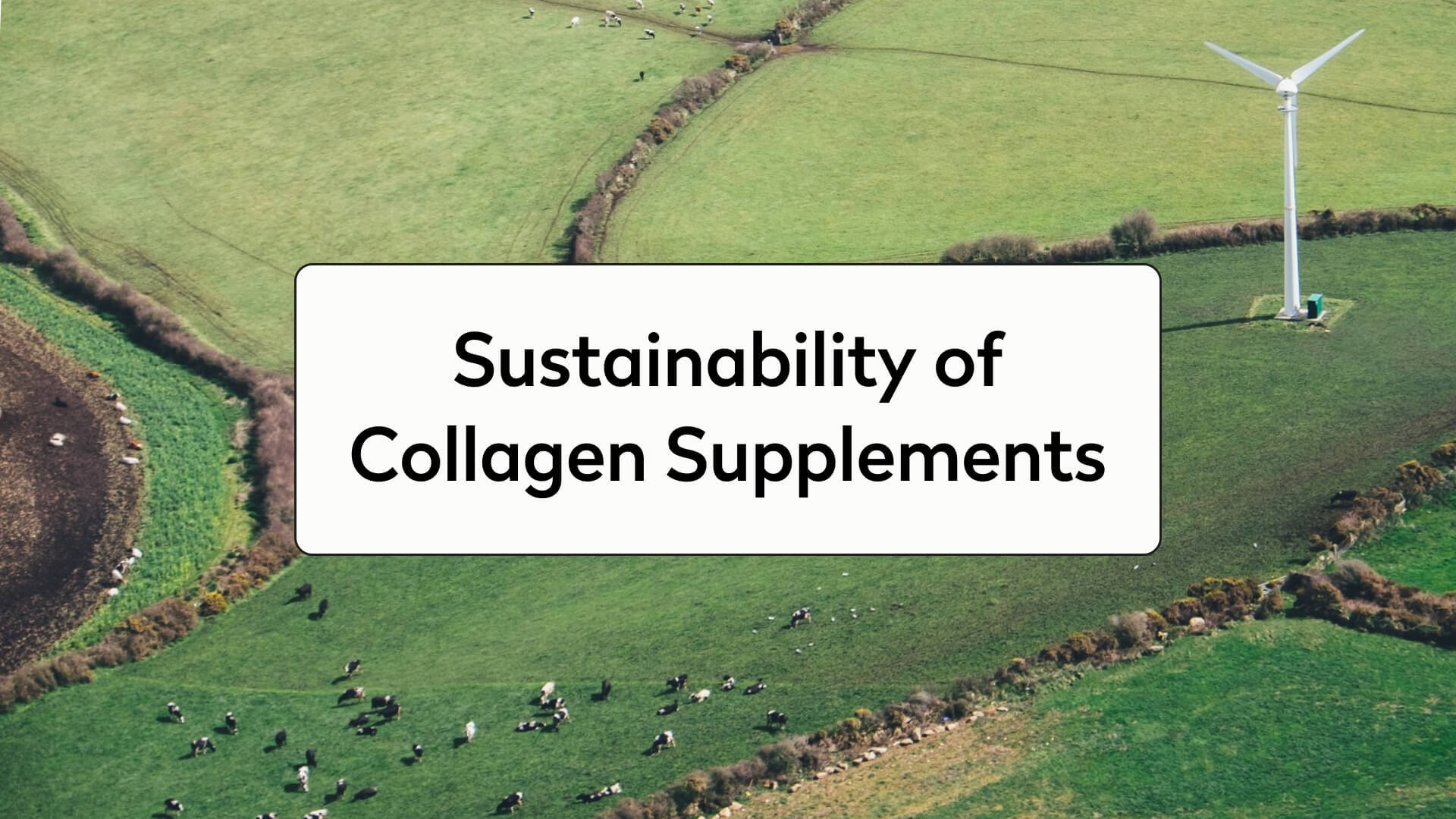 Sustainability of Collagen Supplements